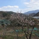 봄·초롱 하우스 이미지