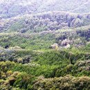 편백나무숲 이미지