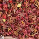 실개천펜션 | 단체&amp;커플 숙박이 가능한 창녕펜션