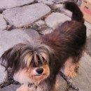 아르고통나무펜션 이미지