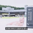 아니 대전에서 고양이 학술대회했었네.. 이미지