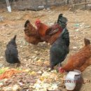 양평농장 이미지