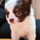 아기강아지 이미지