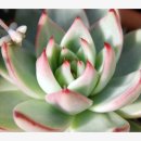 나무안에서 이미지