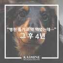 강산동물병원 | 국내에서 너무 흔한 심장병 오진 (심장약은 영양제가 아니에요, 2탄)