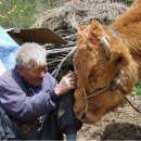 워낭소리 이미지