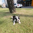 도그웨이 청주점 이미지