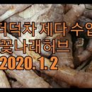 꽃나래허브 이미지