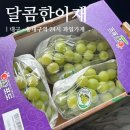 세븐일레븐 대구신암드림점 | 대구 동구 동대구역 24시 과일가게 &#39;달콤한아재&#39; 방문 후기, 과일 종류, 가격 정보