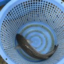 진복수산 이미지