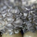 넓은들마을 이미지