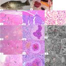 Nocardia seriolae감염 큰입베스의 2가지 형태의 결절의 병리조직학적 진행 이미지