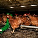 복지농장 이미지