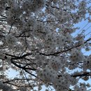 1832 | 김포 사우동 계양천 벚꽃 명소 카페 ㅣ 금파 1832 ㅣ 벚꽃축제 분위기 좋은 데이트 카페 추천