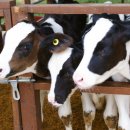 광시 목장 이미지