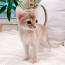 멋진 고양이 이미지