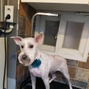 우쭈쭈 애견샵 이미지