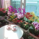 꽃피는 닭갈비 이미지