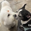 셀럽도기 이미지