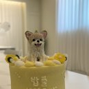 위드유애견 | 애견동반파티룸, 부평파티룸 위드유 강아지생일파티 솔직후기