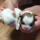 하룻강아지 이미지