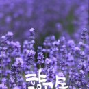 커피풀잎