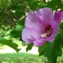 [언제든학교]화목낭독 : 그리스 로마 에세이 | 국화(國花) 무궁화(無窮花; Hibiscus syriacus)에 대하여