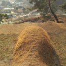 유복립 묘 이미지