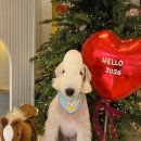 알로하펫 이미지