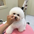 아가펫살롱 이미지