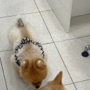 산책동물병원 이미지