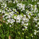 냉이와깻잎 이미지