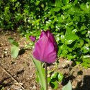 울산들꽃학습원 이미지