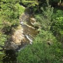 별을 담은 숲 이미지