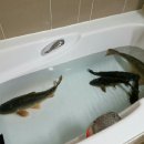 소양계곡낚시터 이미지