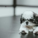 김포씨엘동물의료센터 이미지