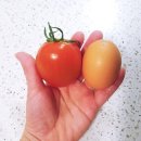 토마토마(tomatoma) | 에그토마토로 신선함 즐기기 - (feat.토마토마 에그토마토)