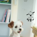 브라운 펫살롱 이미지