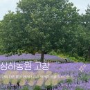 농원 아이랑 가기 좋은 드라이브 코스 포토존 라벤더정원 개화상황 입장료 아이스크림 상하키친 솔직후기