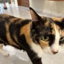 냥블레스유 이미지