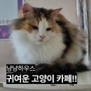 냥냥하우스 | 강일 미사 아이들 데리고 가기 좋은 냥냥하우스 고양이카페 내돈내산 후기