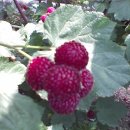 평촌농장 이미지