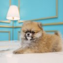 도그마루 강아지 고양이 울산점 이미지