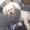 개님은 털빨 네이버블로그