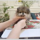 펫블리 | 믿고 맡길 수 있었던 광주 펫블리 강아지 분양 후기