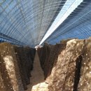 용궁농장 이미지