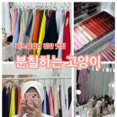 쿨세탁소 | [분칠하는 고양이 퍼스널컬러 진단 후기] 봄웜 라이트&amp;여름쿨 라이트