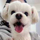 분당우리동물의료센터 이미지