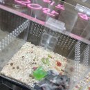 동반자 | 2026 수원(경품결과포함)_파충류동반자_도마뱀후기2