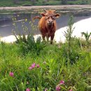 소 이야기 이미지